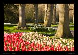 Keukenhof Hollandia 005